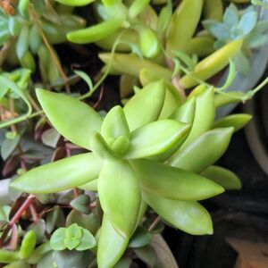 Beautiful LIVE Green Succulent Plant cuttings, you will get 3 cuttings